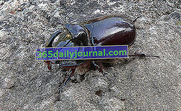 escarabajo Copris lunaris 