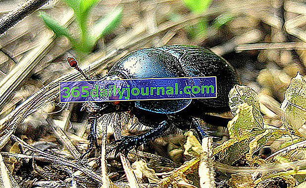 Escarabajo de la familia Scarabéidae