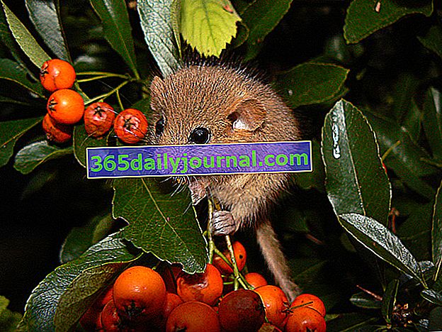 Muscardin (Muscardinus avellanarius) es un pequeño roedor protegido