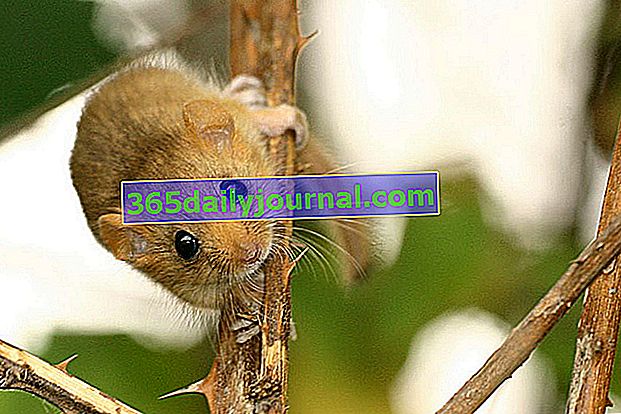 Muscardin (Muscardinus avellanarius) es un pequeño roedor nocturno