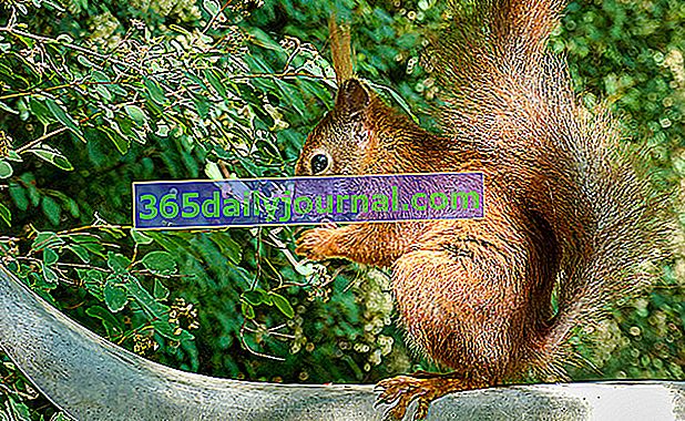 rdeča veverica (Sciurus vulgaris) 