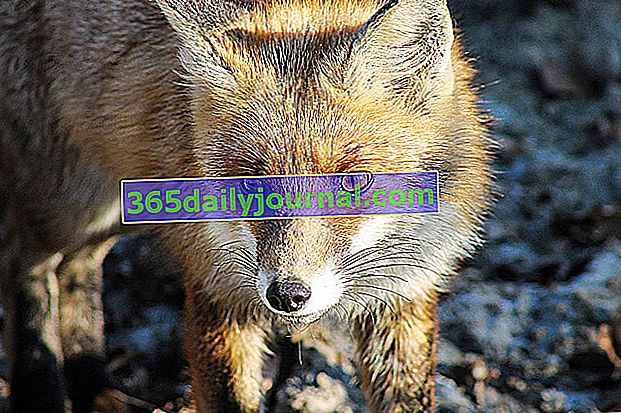 crvena lisica (Vulpes vulpes)