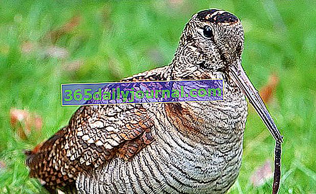 Sluka lesní (Scolopax rusticola), stěhovavý pták žijící v zalesněných a vlhkých oblastech