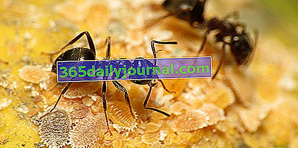 Zahradní mravenci: vysoce organizované kolonie