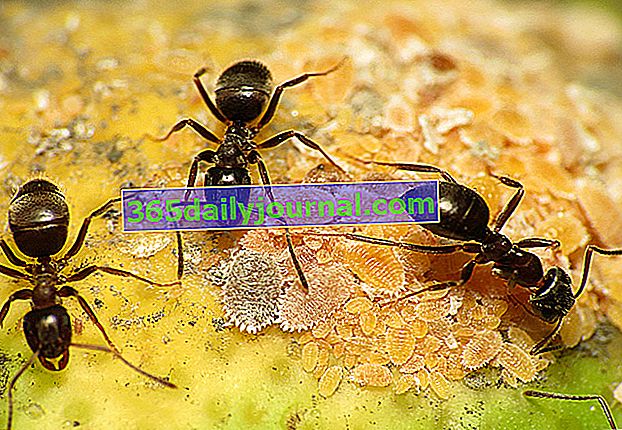 inteligencia colectiva de hormigas negras de jardín