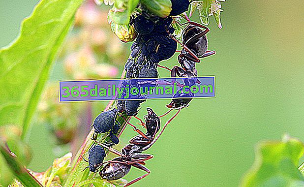 lisna uš medljika za crnog vrtnog mrava