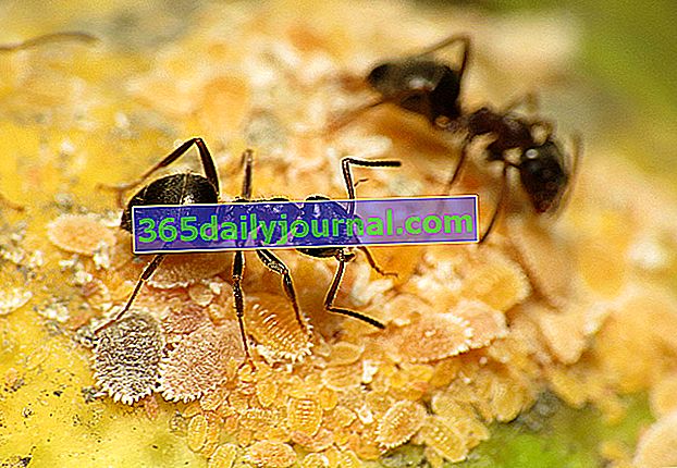 черный садовый муравей (Lasius niger)