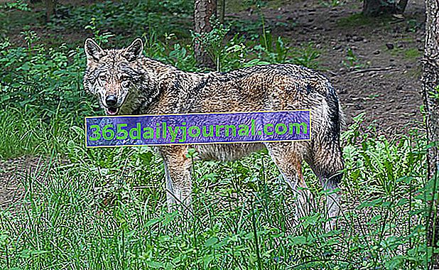 Vlk obecný nebo vlk obecný (Canis lupus lupus)