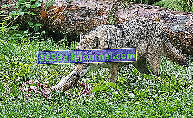 Vlk obecný nebo vlk obecný (Canis lupus lupus)