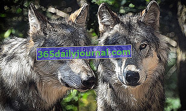 Lobo europeo o lobo gris común (Canis lupus lupus): controvertido animal salvaje