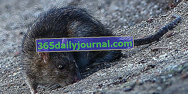 Kanalizasyon faresi, gri sıçan veya Norveç faresi, biraz takdir gören kemirgen