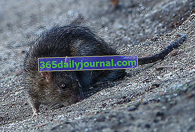 kanalizacijska podgana (Rattus norvegicus) 