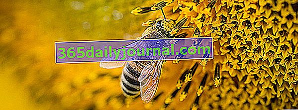 včela a pyl