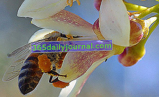 včely a pylové pytle
