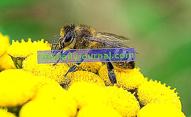 Včela, opylující hmyz nezbytný pro život