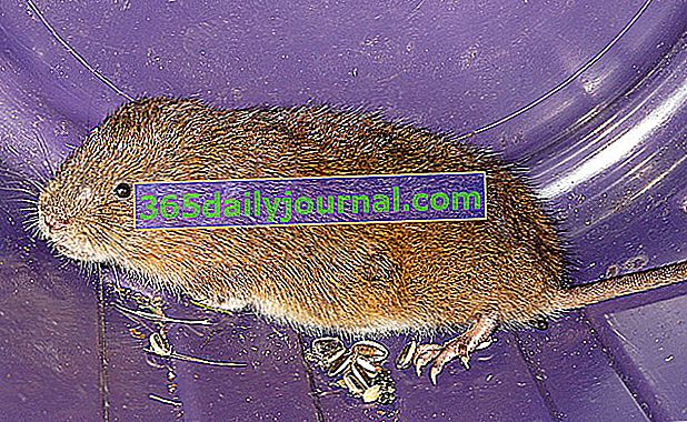 El ratón de campo o la rata topo: ¿cómo luchar?
