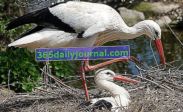 Cigogneau en el nido con sus padres
