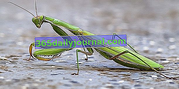 La mantis religiosa, un insecto grande y nada malo