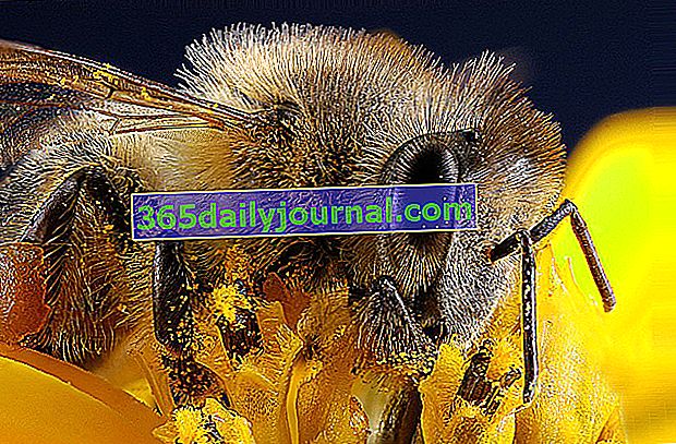 Medonosna pčela (Apis mellifera) najpoznatiji je kukac oprašivač