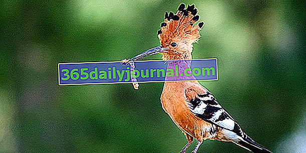 Dudok (Upupa epops), krásny farebný vták