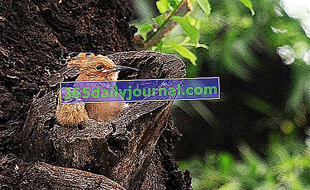Удод (Upupa epops), красива цветна птица
