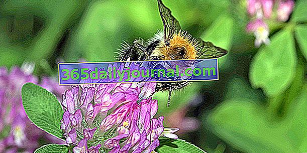 Якими рослинами привабити бджіл?