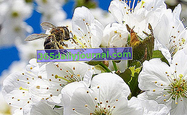 пчела, опрашваща ябълково дърво