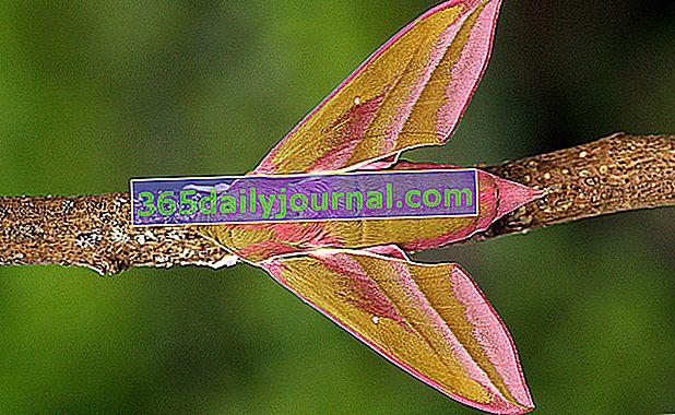 Velika sfinga vinove loze (Deilephila elpenor)