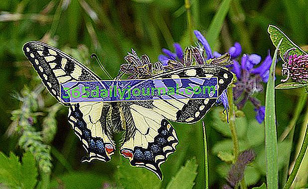 Lastavica (mahaon Papilio)