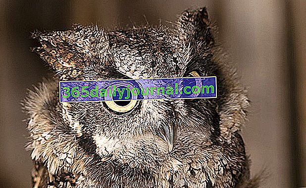 The scops owl (Otus scops)