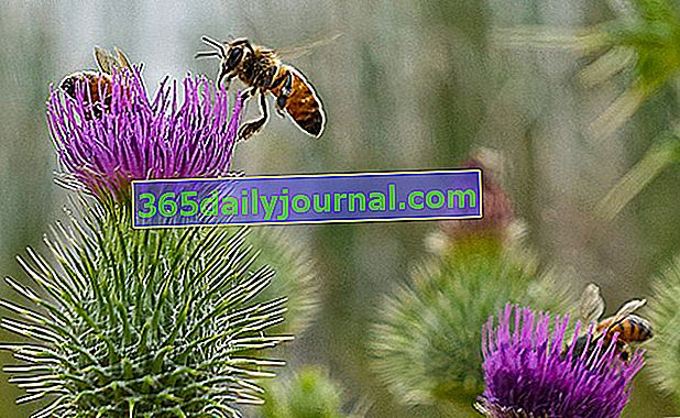Polinización de plantas por abejas