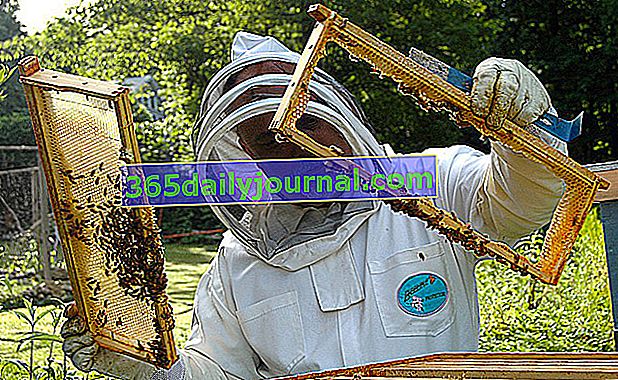 colmena y apicultor