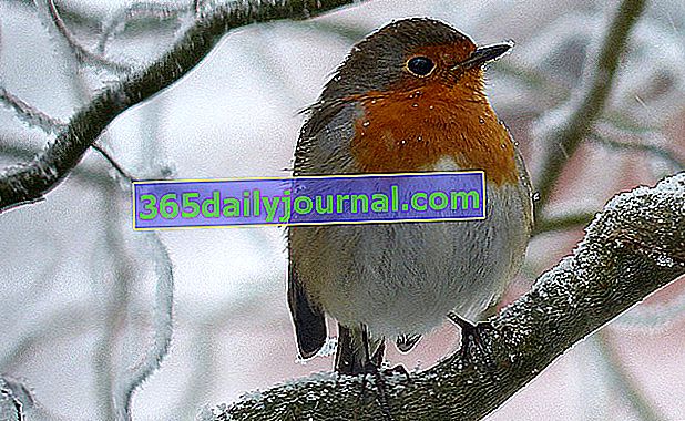 Robin en invierno