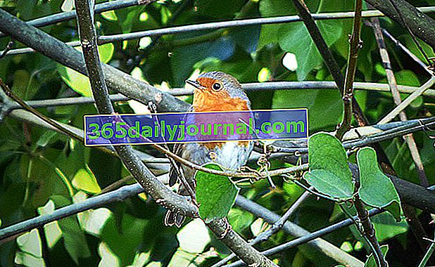 Robin (Erithacus rubecula): malý známý pták v našich zahradách