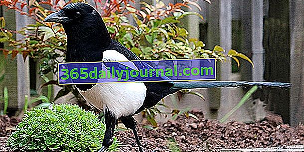 La urraca de pico negro (Pica pica): el pájaro blanco y negro hablador y ladrón