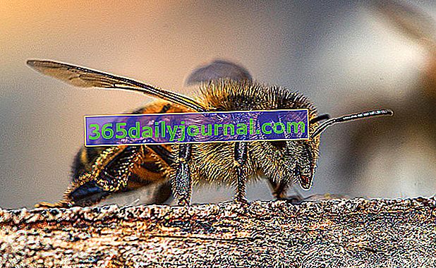 Reconocer una abeja