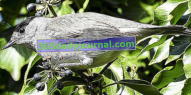 The Warbler: Blackcap and Garden Warbler