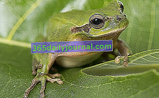 зелена дървесна жаба (Hyla arboricola)