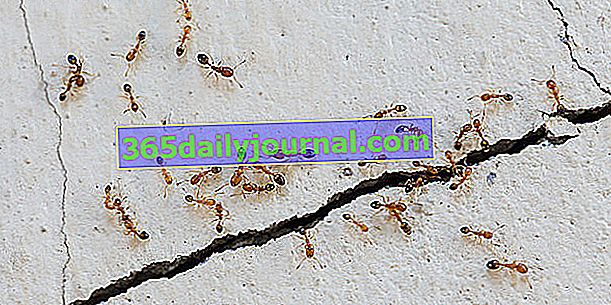 Kako se znebiti mravlje doma brez kemikalij?