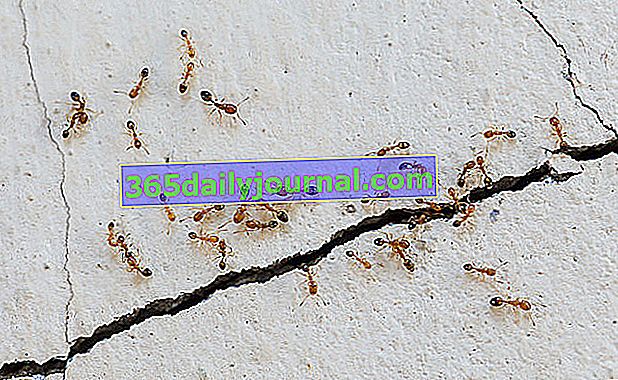 Comment se débarrasser des fourmis à la maison sans produits chimiques ?