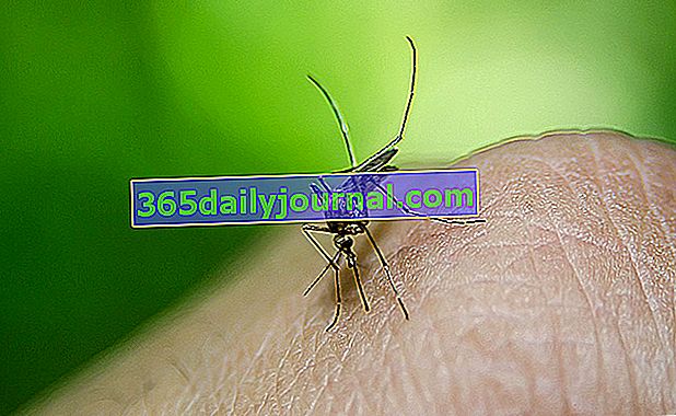 kako obdržati komarje stran