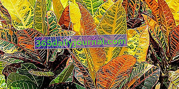 Croton (Codiaeum), kolorowa roślina doniczkowa