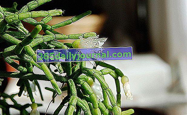Korálový kaktus (Rhipsalis cereuscula)