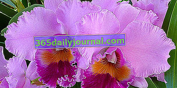 Нежная орхидея (Каттлея) с декоративными и удивительными цветами