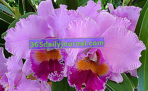 Cattleya Orchid: delikatna orchidea o ozdobnych i zaskakujących kwiatach