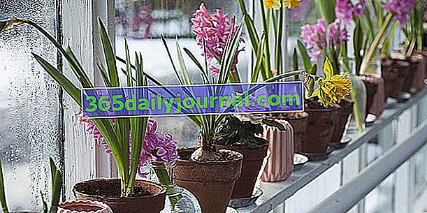 co dělat s zvadnutými cibulkami hyacintu doma