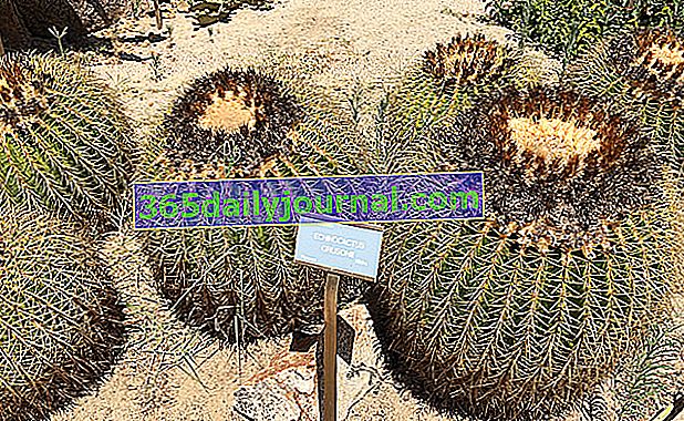 Cojín de suegra (Echinocactus grusonii), cactus de erizo de mar