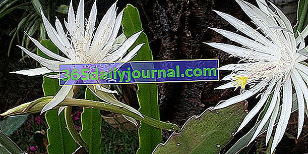 Kaktus orchideje (Epiphyllum), epicactus