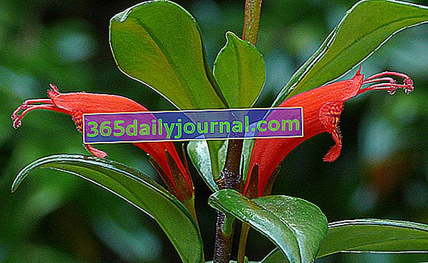Aeschynanthus цветя