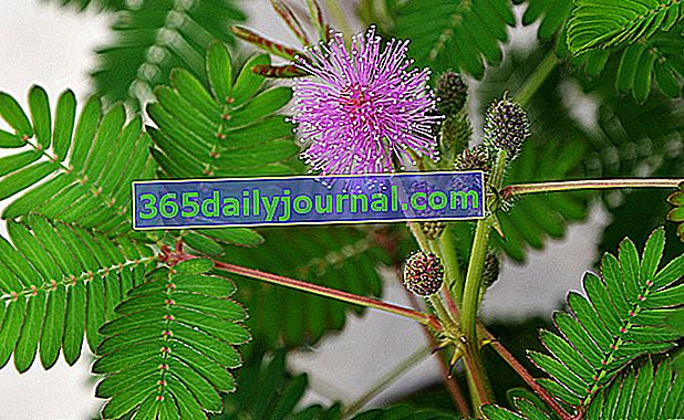 Чувствителен (Mimosa pudica)
